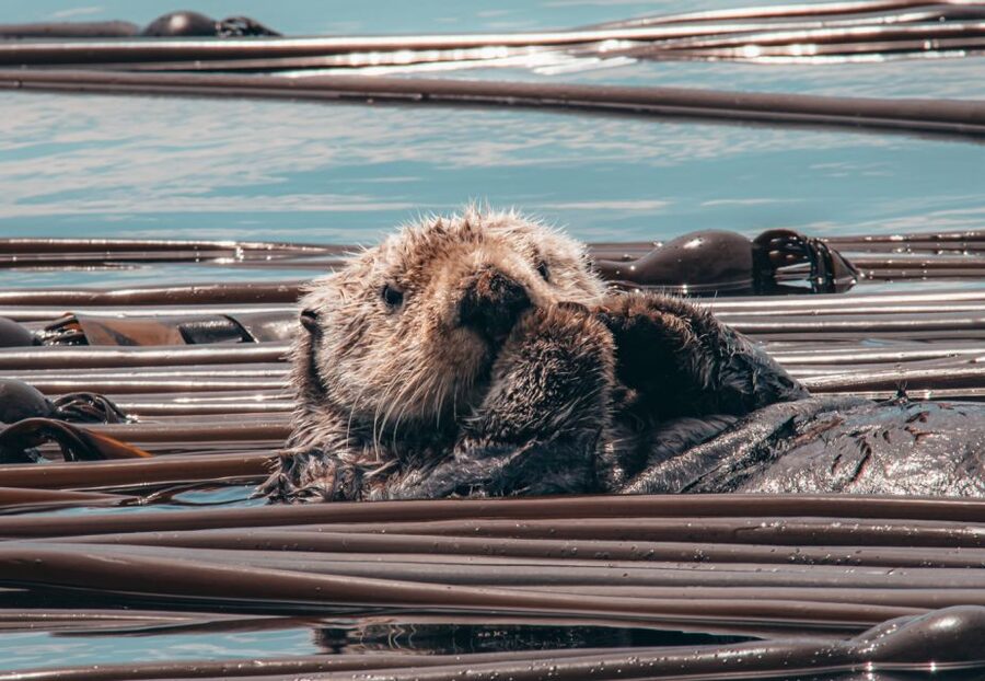 Telegraph Cove: 3-Hour Whale Watching Tour in a Zodiac Boat - Small boat comfort tips that help you enjoy all 3 hours