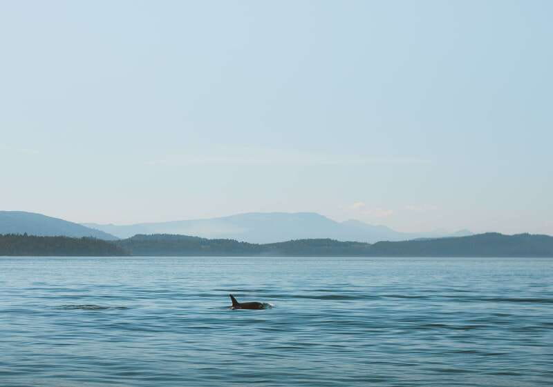 Telegraph Cove: 3-Hour Whale Watching Tour in a Zodiac Boat - Meeting at the dock and getting suited up for real weather