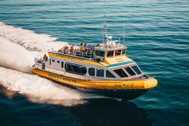 Telegraph Cove: Whale Watching Adventure with Free Photos - Key reasons people love Telegraph Cove whale watching