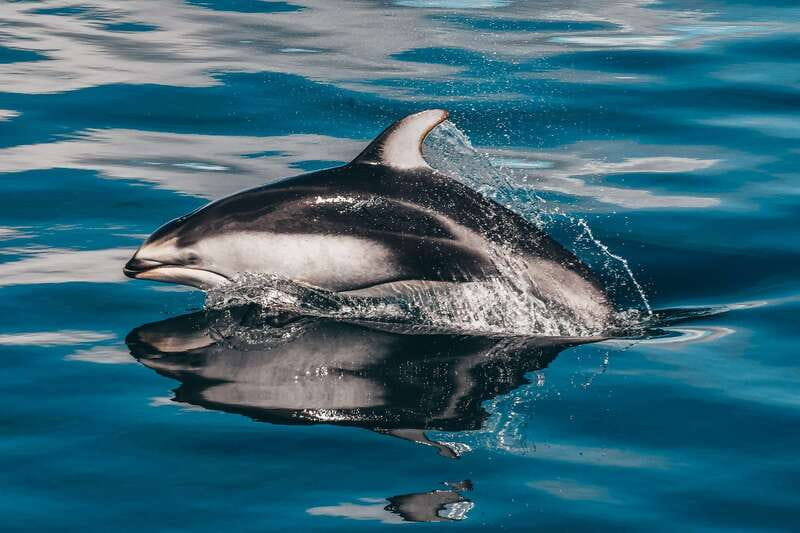 Telegraph Cove: Whale Watching Adventure with Free Photos - Languages and family add-ons: the Jr Naturalist touch