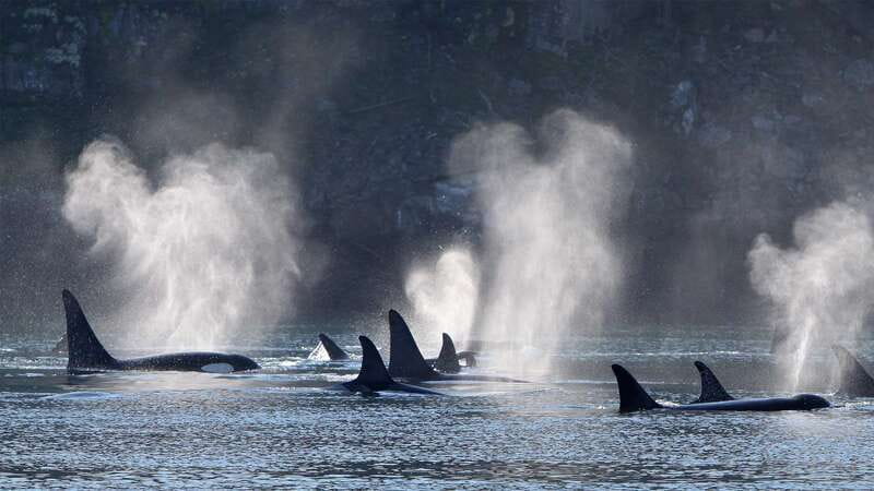 Telegraph Cove: Whale Watching Adventure with Free Photos - Telegraph Cove to Johnstone Strait, what the 3 hours really feel like