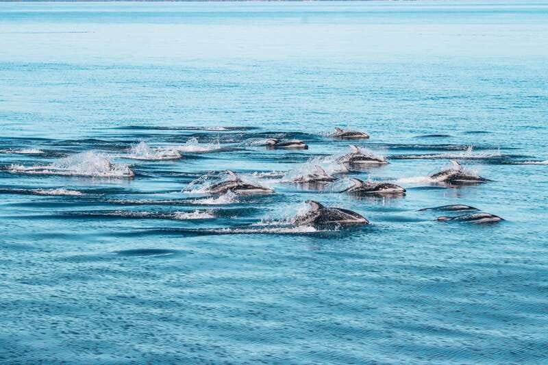 Telegraph Cove: Whale Watching Adventure with Free Photos - Drinks, snacks, and comfort on a windy day