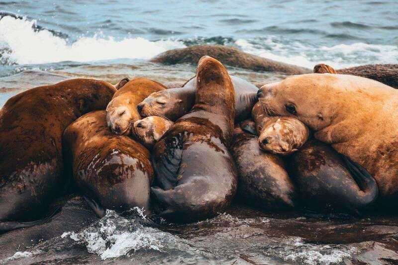 Telegraph Cove: Whale Watching Adventure with Free Photos - Meeting point at Prince of Whales, and the time you should plan for