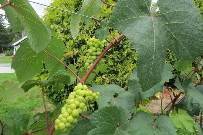 The Fraser Valley Winery Tour - Quick take on the Fraser Valley Winery Tour