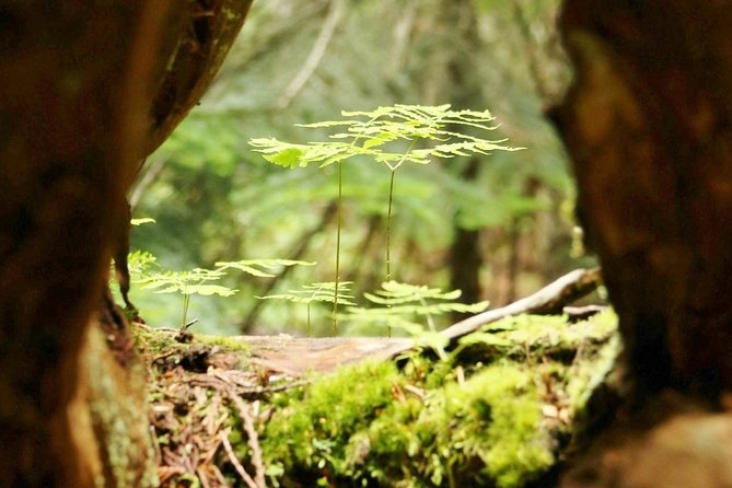 The Great Whistler Walking Tour: Discover Whistler's Sights, History & Culture! - Whistler Valley Trail: Stop 2 Turns Town Views Into Real Trail Sense