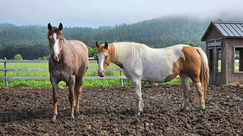 The Montagnarde: Guided horseback ride on mountain trails. - Key highlights you should know