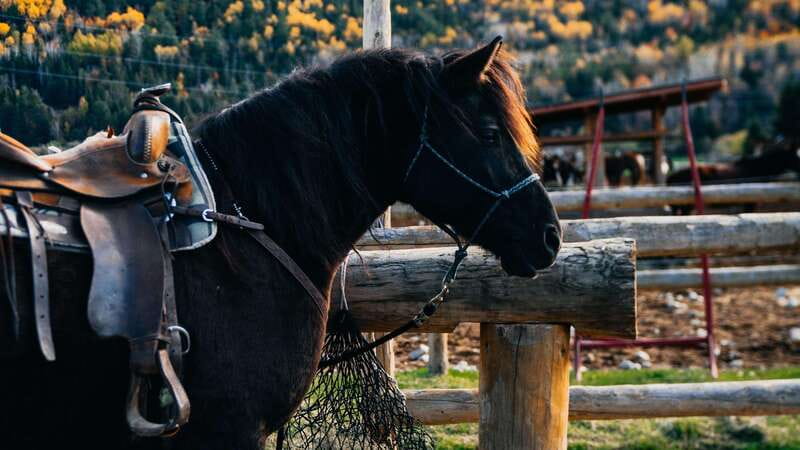 The Montagnarde: Guided horseback ride on mountain trails. - Charlevoix Mountain Trails, the Slow Way
