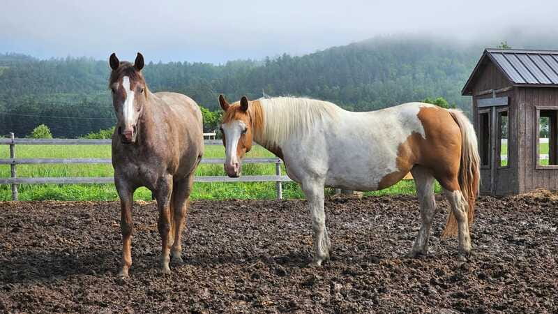 The Montagnarde: Guided horseback ride on mountain trails. - Who Should Book This Horseback Ride in Charlevoix