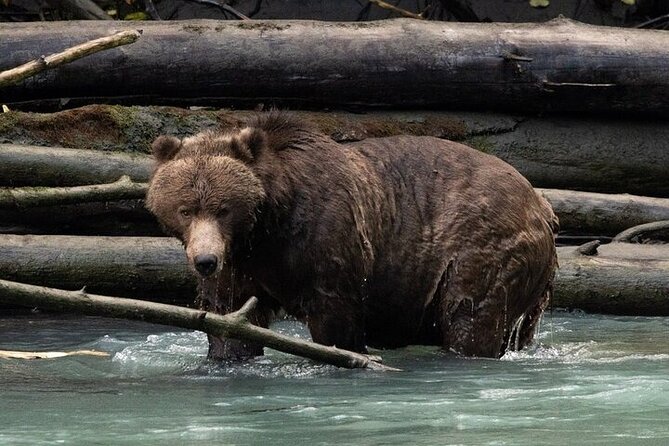Toba Bears and Wilderness Grizzly Bear Viewing in Campbell River - Key points to know before you go