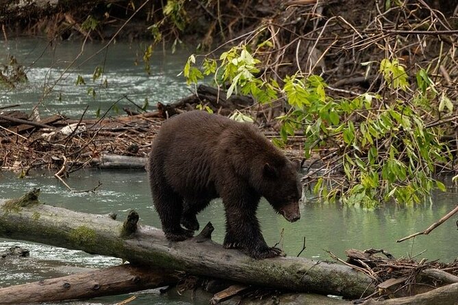 Toba Bears and Wilderness Grizzly Bear Viewing in Campbell River - Campbell River to Toba Inlet: a 9-hour wildlife day with a plan