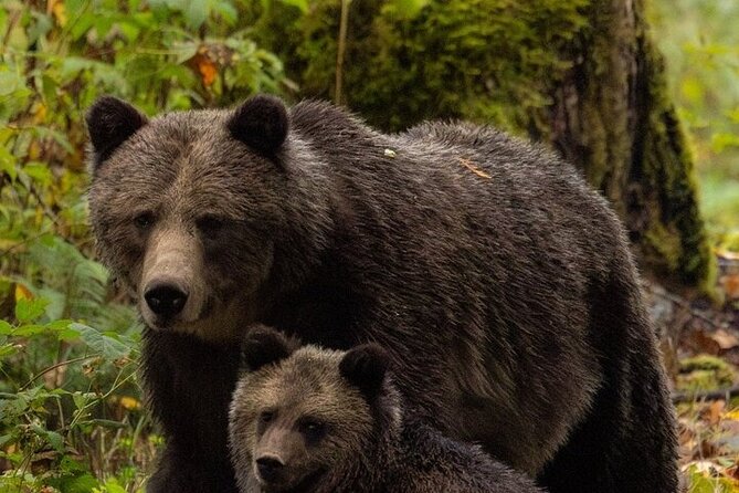Toba Bears and Wilderness Grizzly Bear Viewing in Campbell River - What you are really paying for at $459.54 per person