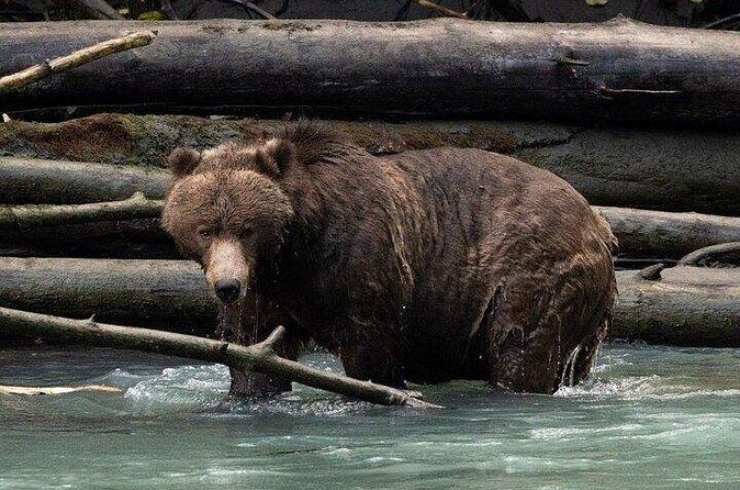 Toba Bears and Wilderness Grizzly Bear Viewing in Campbell River - Group size and guide style: why max 12 feels better