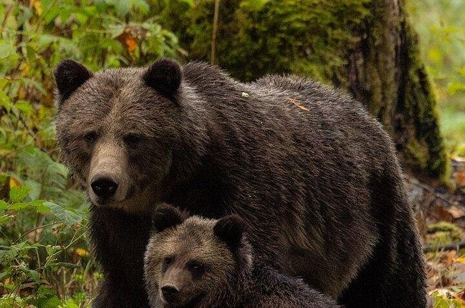 Toba Bears and Wilderness Grizzly Bear Viewing in Campbell River - What to pack for a comfortable day on the water and in bear country