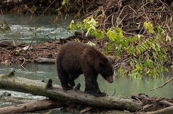 Toba Bears and Wilderness Grizzly Bear Viewing in Campbell River - Who this tour suits best on Vancouver Island