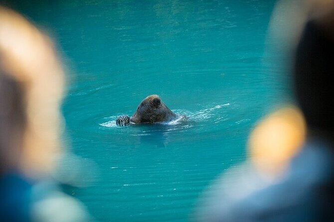 Toba Bears and Wilderness Grizzly Bear Viewing in Campbell River - Stop 1: Salish Sea whale, dolphin, and eagle watch from a heated boat