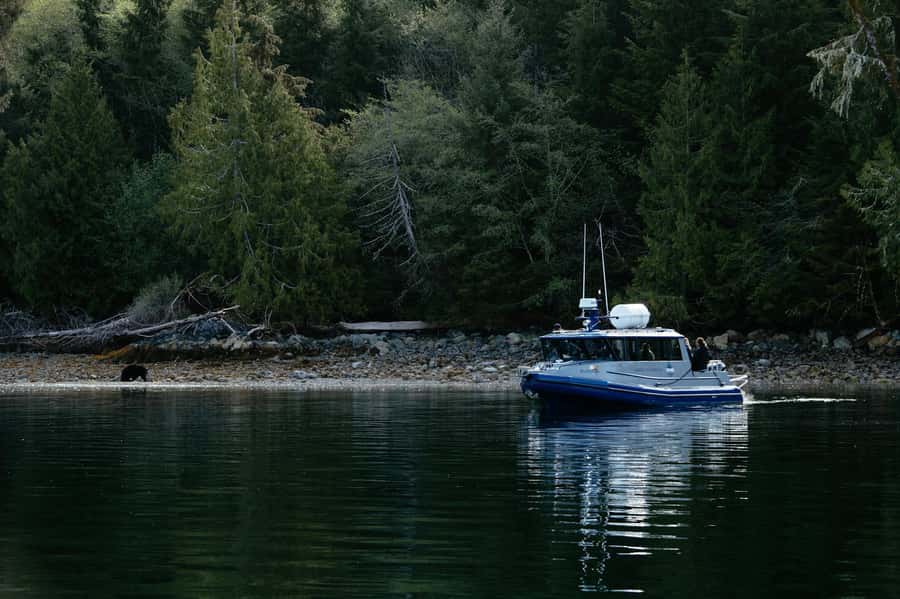 Tofino: Bear Watching Boat Tour with Nature Guide - Key things to know before you go
