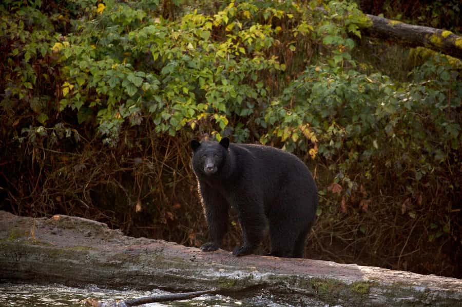 Tofino: Bear Watching Boat Tour with Nature Guide - Why Clayoquot Sound makes bear watching feel real