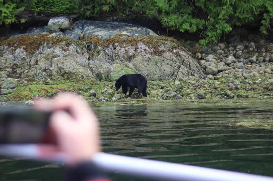 Tofino: Bear Watching Boat Tour with Nature Guide - Marine Adventure Centre check-in and the 10-minute safety briefing