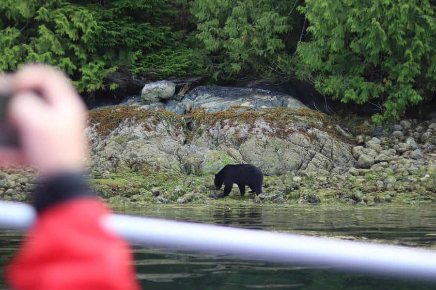 Tofino: Bear Watching Boat Tour with Nature Guide - Low tide spotting: how the guide helps you read the shoreline