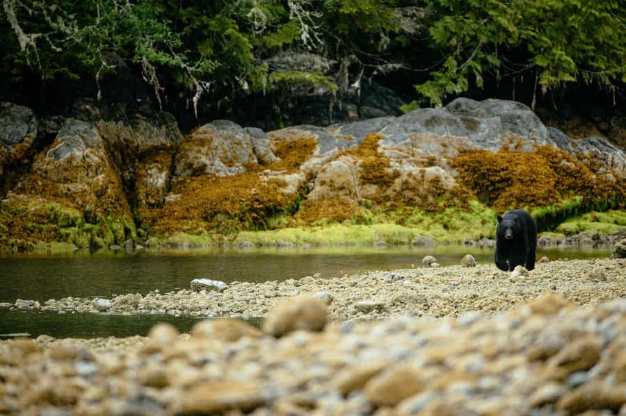 Tofino: Bear Watching Boat Tour with Nature Guide - Who this tour suits best (and who should skip it)