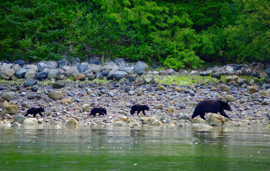 Tofino: Bear Watching Boat Tour with Nature Guide - Boat time in Tofino: what your 150 minutes likely feels like