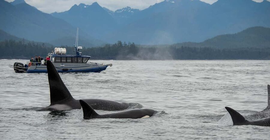 Tofino: Whale Watching Tour with Nature Guide - Tofino and Clayoquot Sound, the setting that actually matters