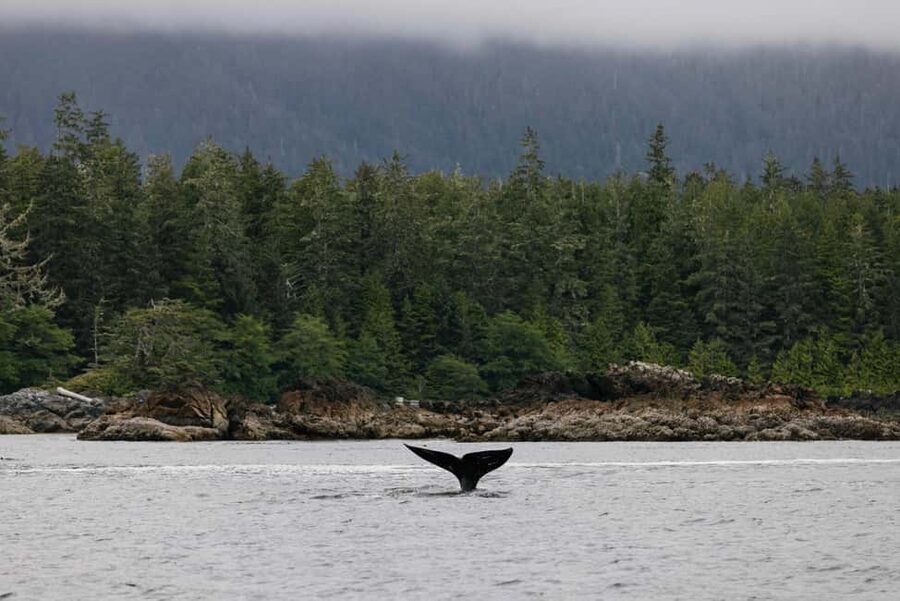 Tofino: Whale Watching Tour with Nature Guide - Whiteraven Zodiac vs Blackfish covered boat: pick your comfort level