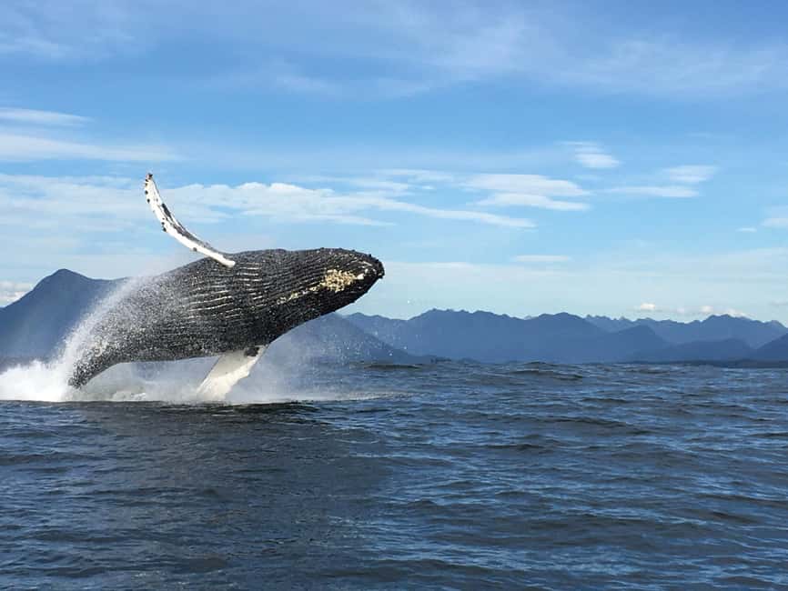 Tofino: Whale Watching Tour with Nature Guide - Chasing feeding grounds near Flores, Vargas, and Long Beach