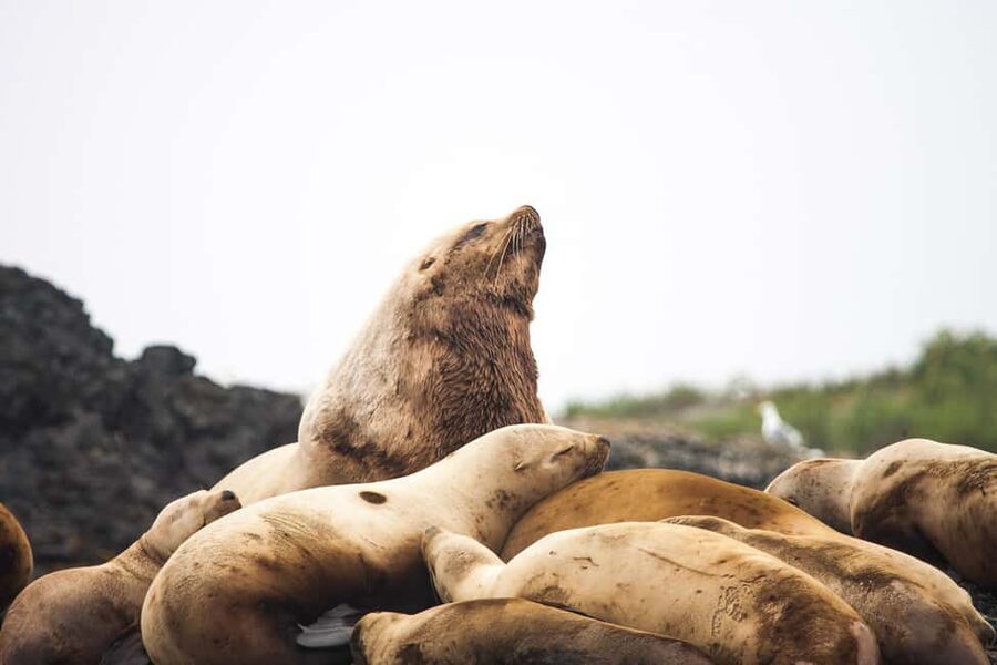Tofino: Whale Watching Tour with Nature Guide - Staying warm in wind, and getting photos that don’t blur