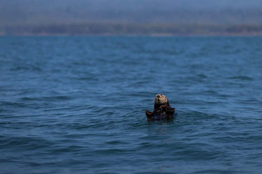 Tofino: Whale Watching Tour with Nature Guide - Beyond whales: seals, otters, porpoises, and seabirds