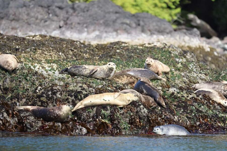 Tofino: Whale Watching Tour with Nature Guide - Should you book this Tofino whale watching tour?