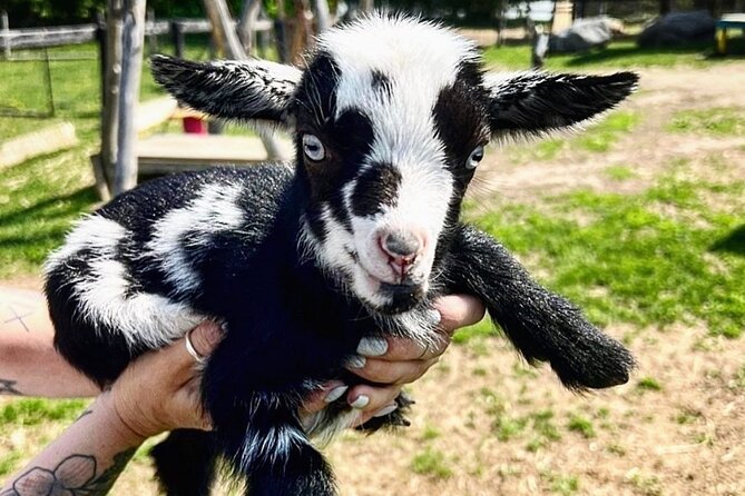 Toodle Tour in Port Hope Ontario - Nigerian Dwarf goats at the Goat Playground: snuggles plus real handling tips