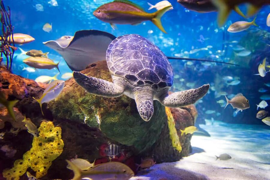 Toronto CityPASS®: Save up to 38% at 5 Top Attractions - How the pass works with mobile tickets and one-time admission