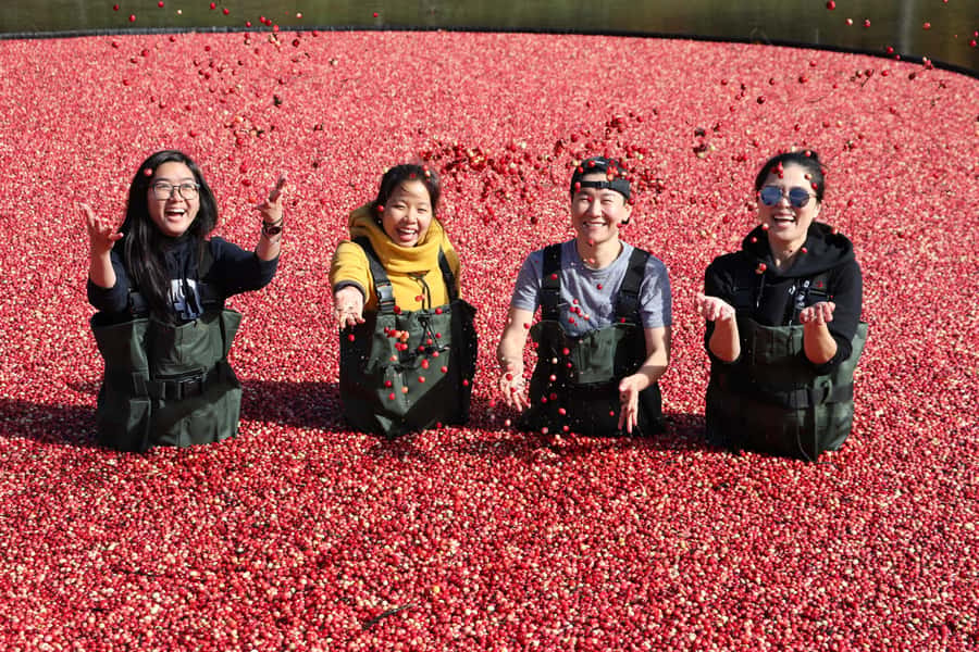 Toronto: Muskoka Cranberry Farm and Hardy Lake Hike - Key things you will like about this Muskoka day