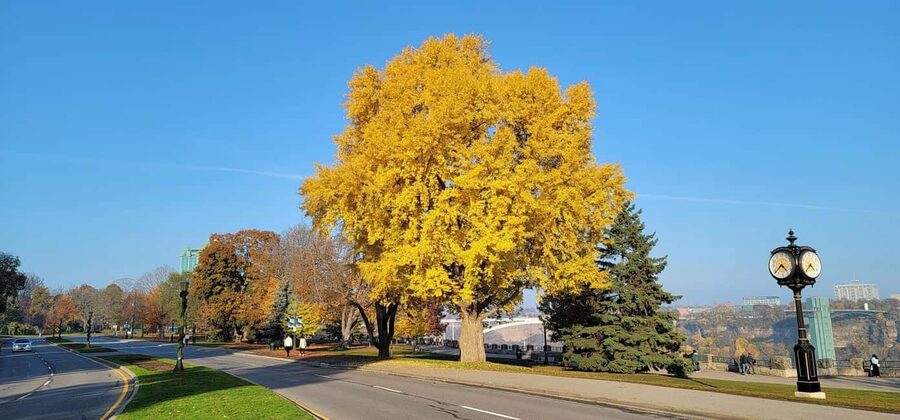 Toronto: Niagara Falls & NOTL Heritage Town Guided Day Tour - Niagara-on-the-Lake in about 45 minutes: what you can do fast
