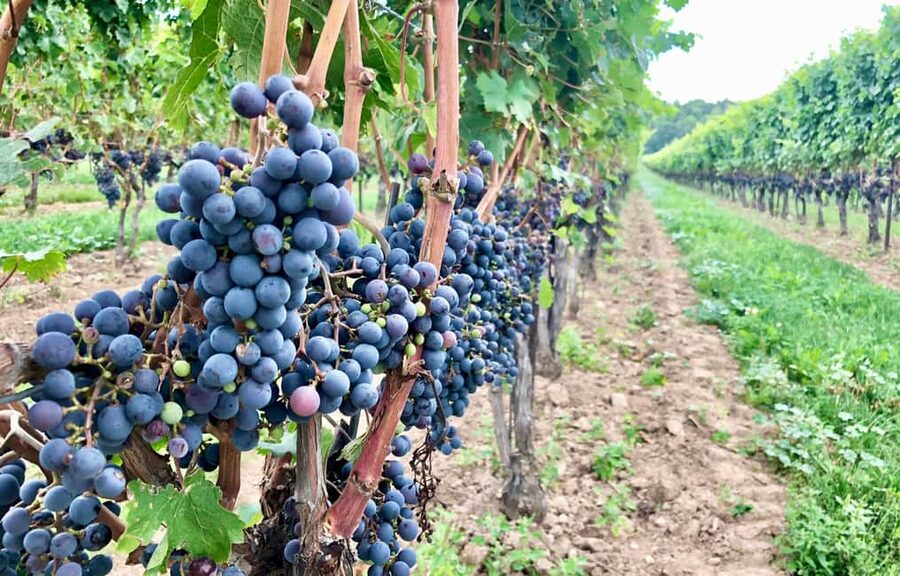 Toronto: Niagara-on-the-Lake, Wine Tasting & Chocolate Tour - CFX Chocolate Factory tour: samples, maple syrup, and what to expect