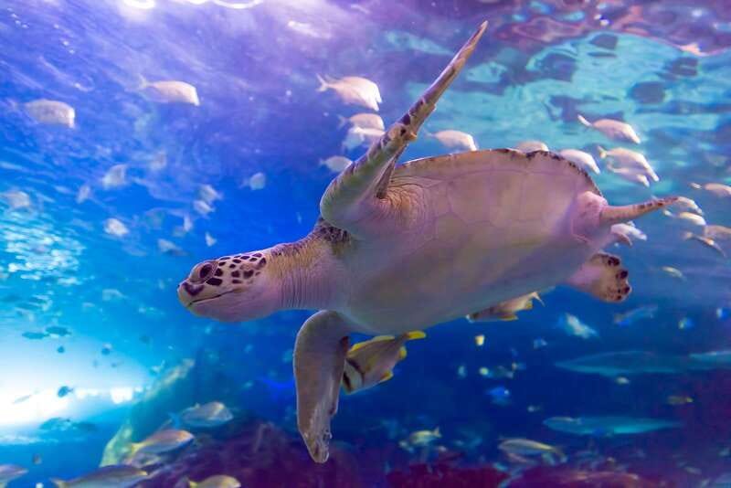 Toronto: Ripley's Aquarium of Canada Entry Ticket - Nine galleries with 20,000 aquatic animals, where to start when you walk in