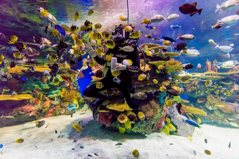 Toronto: Ripley's Aquarium of Canada Entry Ticket - Jellyfish, rays, and live dive shows for more than just aquarium viewing