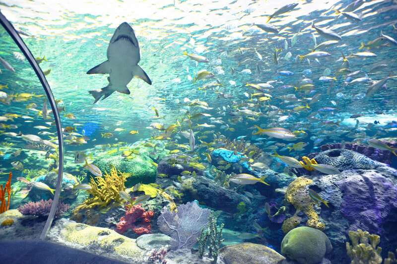 Toronto: Ripley's Aquarium of Canada Entry Ticket - Sharks After Dark after 5 PM, a smart option when crowds matter