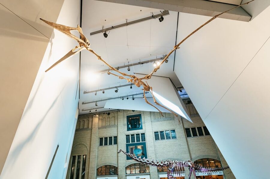 Toronto: Royal Ontario Museum Admission Ticket - How to Plan Your 1 Day So You Actually See What You Came For