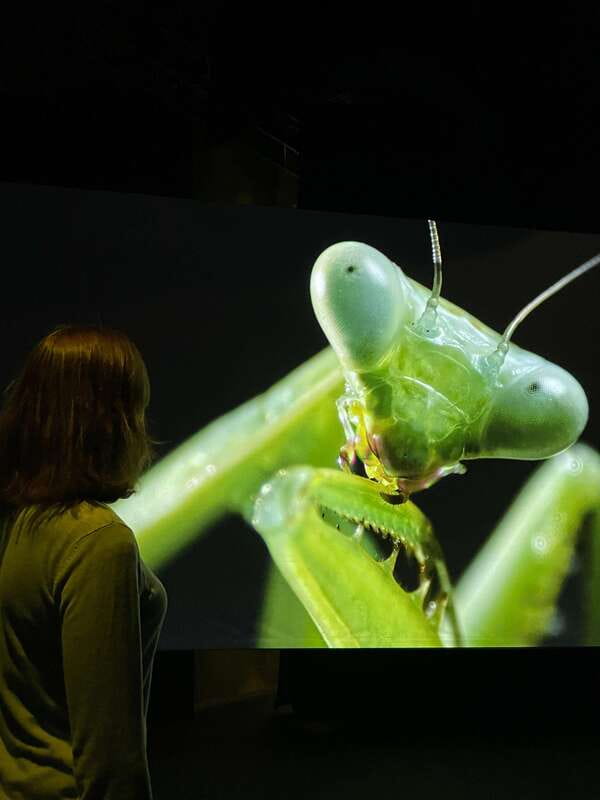 Toronto: Royal Ontario Museum Special Exhibits Voucher - Value check: is $25 per person a good deal?