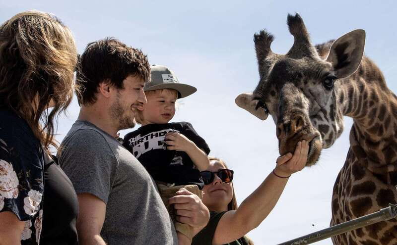 Toronto: Toronto Zoo Entry Ticket - Key highlights to notice before you go