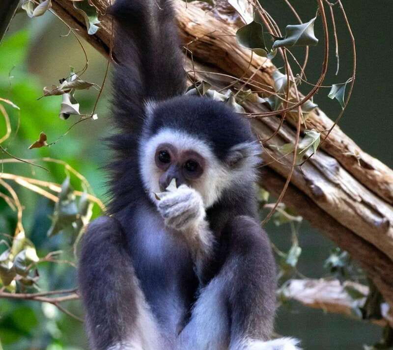 Toronto: Toronto Zoo Entry Ticket - 3,000 animals and 300+ species: how to avoid feeling overwhelmed