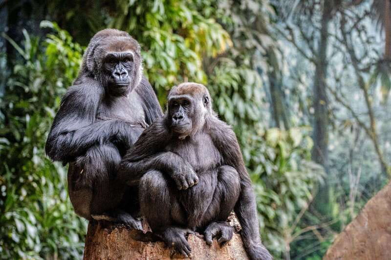 Toronto: Toronto Zoo Entry Ticket - Getting around the zoo grounds, and why the shuttle can matter