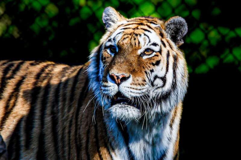 Toronto: Toronto Zoo Entry Ticket - Price and value: is $22 per person a good deal?