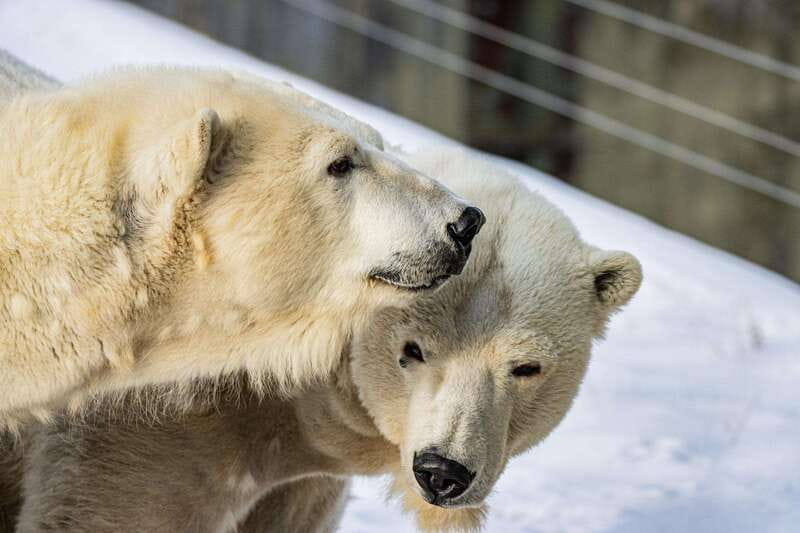Toronto: Toronto Zoo Entry Ticket - Should you book the Toronto Zoo Entry Ticket?