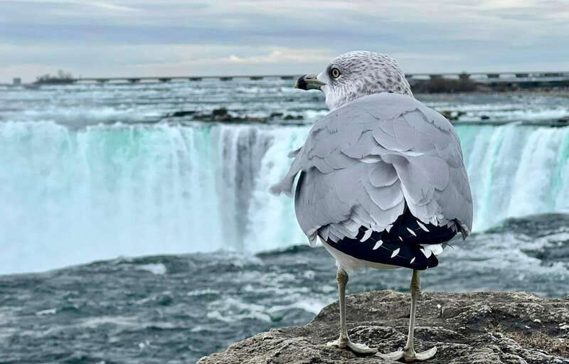 Toronto: Winter Niagara Falls Tour with Attractions Package - Booking and what you’re really buying for $59