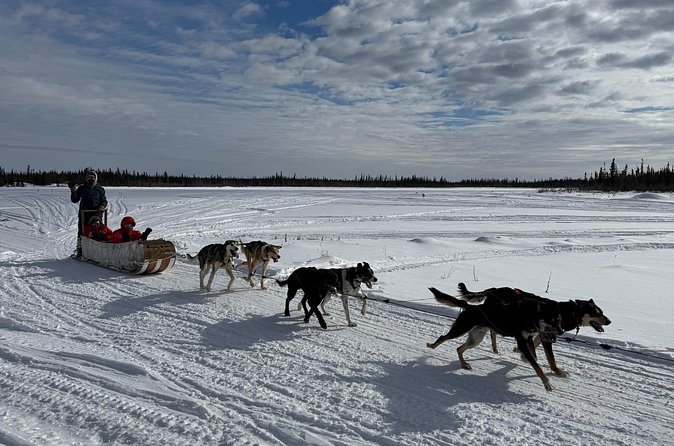 Traditional Dog Sledding Adventure in Yellowknife - Price and value: about $82.31 for roughly 2 hours