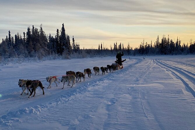 Traditional Dog Sledding Adventure in Yellowknife - Getting there: 1:00 pm start and the North of 60 bus