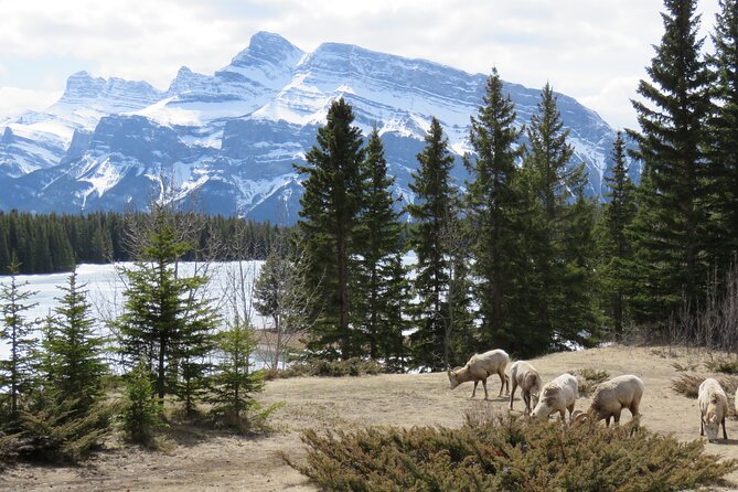 Transfer to Canmore & Banff: Yamnuska Wolfdog Sanctuary Tour - Banff National Park day pass included, what that means for your day